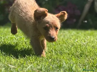 Labradoodle dogs Medium sized F1b Labradoodles - Advert 12