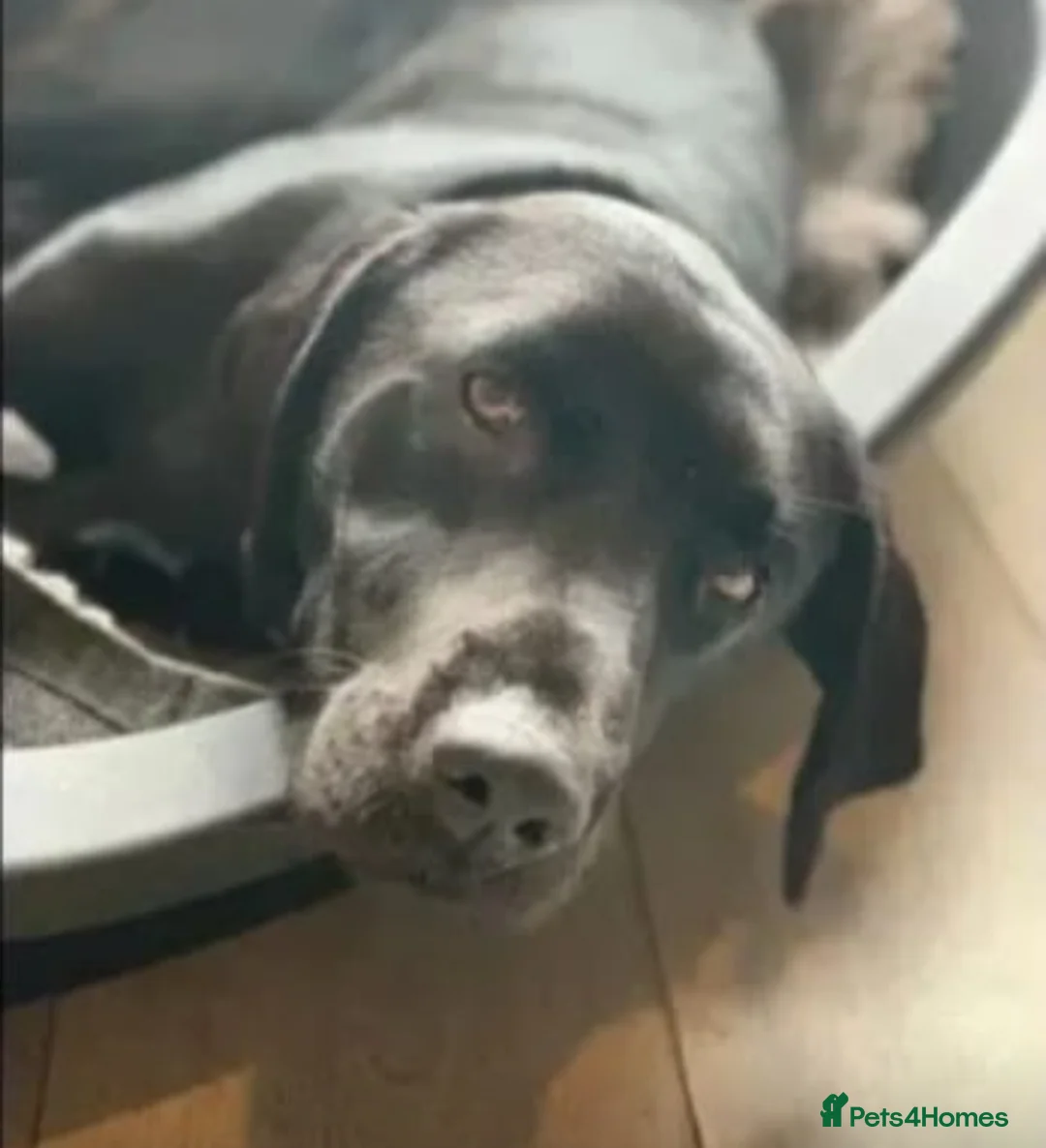 Labrador Retriever dogs for stud: 🐶✨KC reg handsome boy for stud✨🐶 in Blackburn - Advert 4