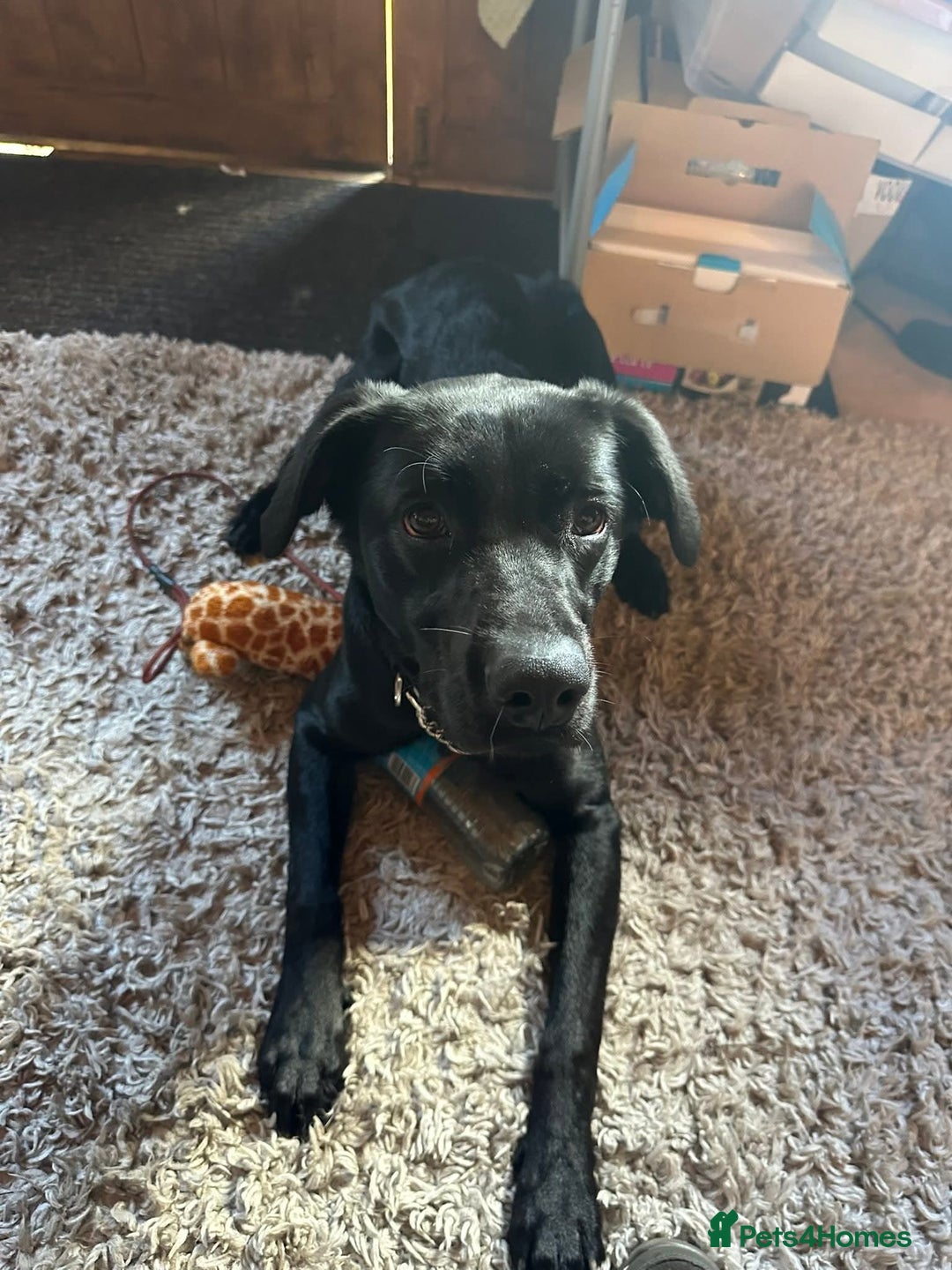 Labrador Retriever dogs for adoption: Ben   - Image 6