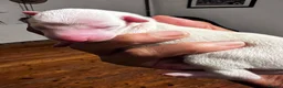 Italian Greyhound dogs for sale: Superb Quality ITALIAN GREYHOUND Puppies - Advert 5