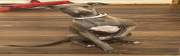 Italian Greyhound dogs for sale: Nina A Beautiful 7-Month-Old Italian Greyhound  - Advert 5