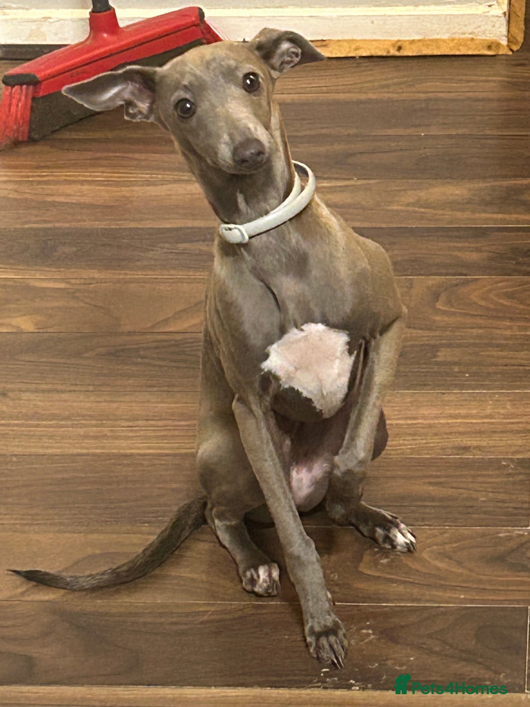 Italian Greyhound dogs for sale: Nina A Beautiful 7-Month-Old Italian Greyhound  - Advert 5