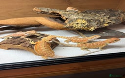 Bearded Dragon reptiles for sale: 🔥🔥🔥 BABY BEARDED DRAGONS 🔥🔥🔥 4 LEFT 🔥🔥 - Image 4