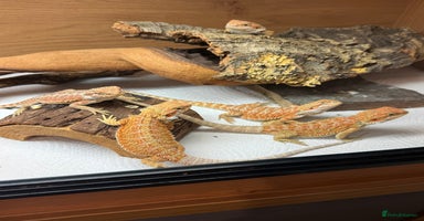 Bearded Dragon reptiles - Advert 4