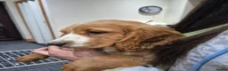 Cocker Spaniel dogs for sale: Cocker spaniel puppies  - Advert 9