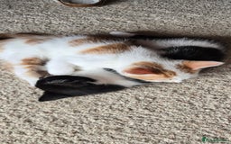 Mixed Breed cats for sale:  Blue eyes Flower pattern mark unique kitten  - Image 30