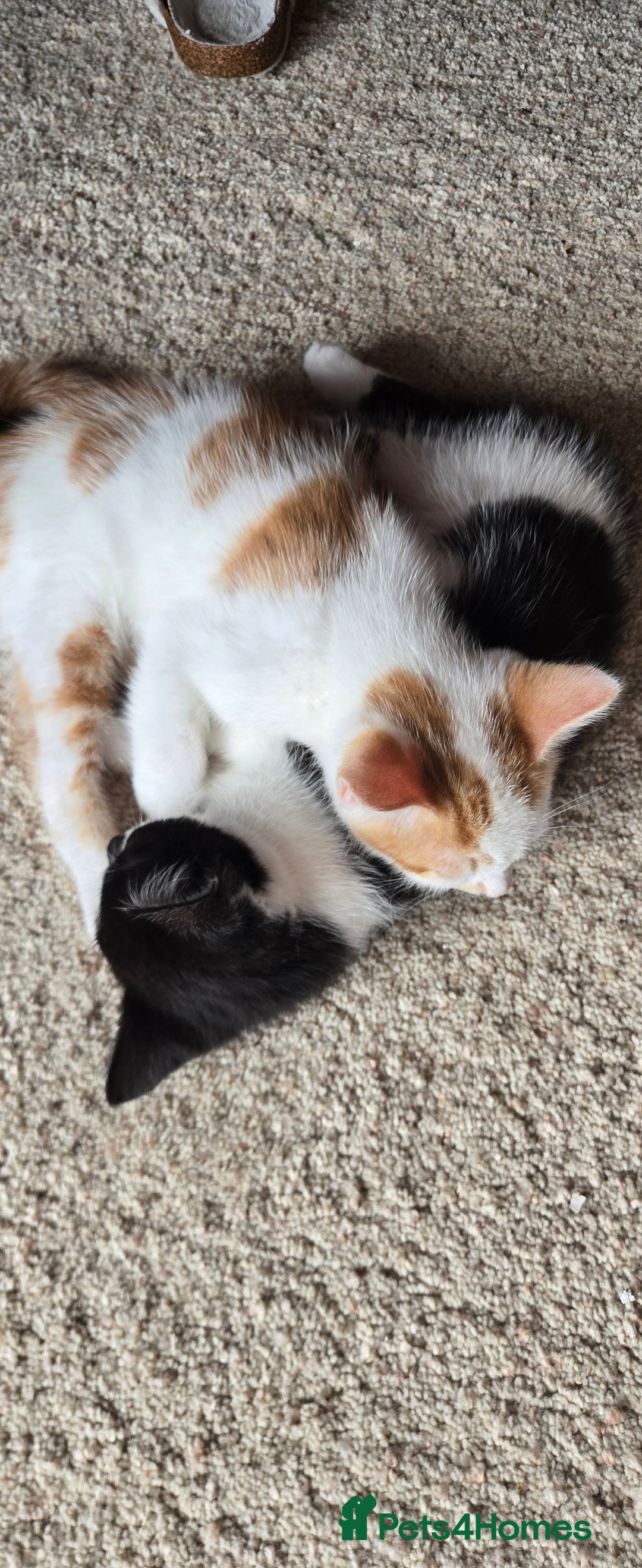 Mixed Breed cats for sale:  Blue eyes Flower pattern mark unique kitten  - Image 30