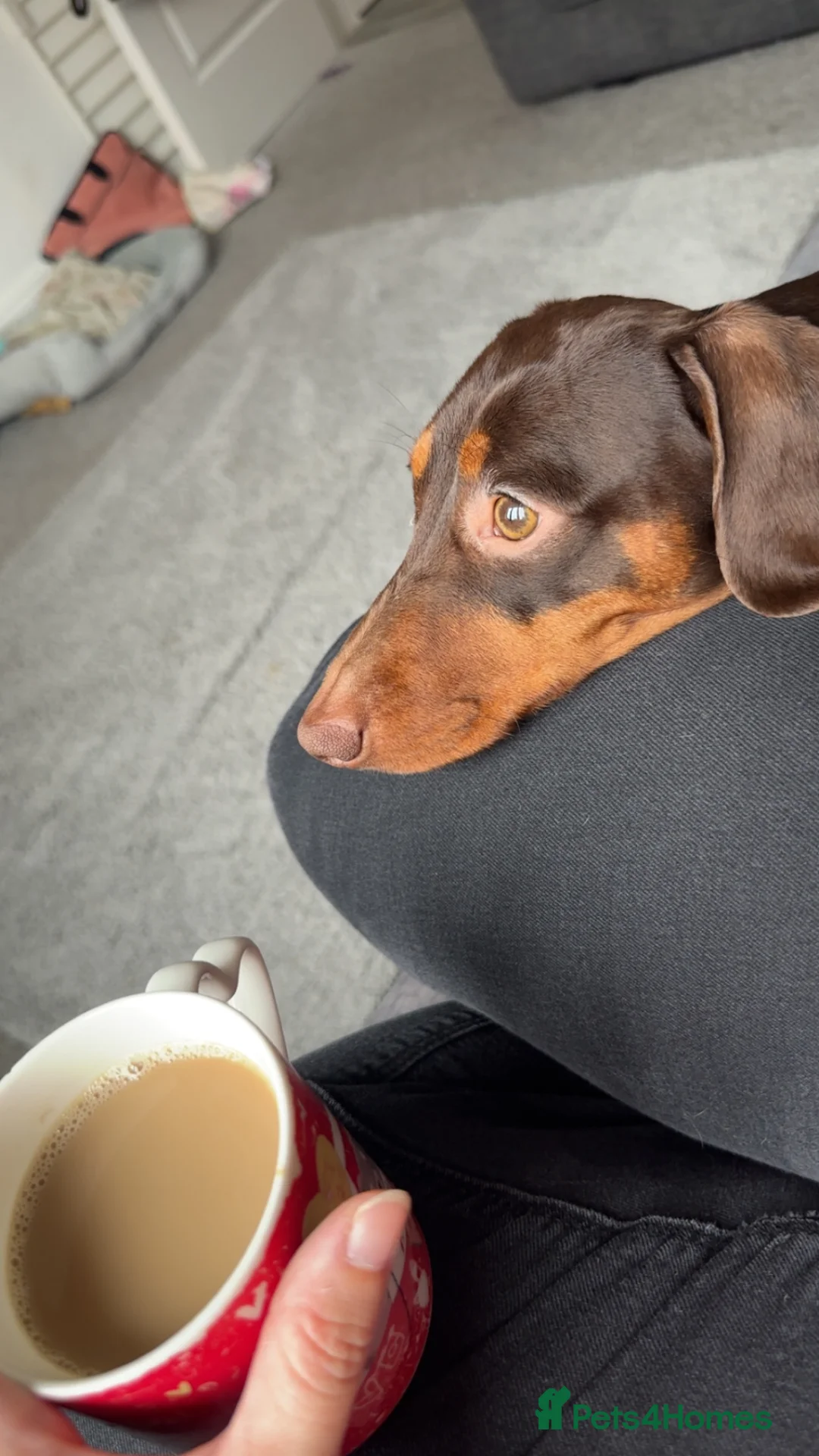 Dachshund dogs for sale: Male dachshund-Billy  - Advert 2