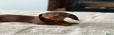 Miniature Dachshund 3 RED COLLAR ♥️ 