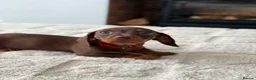 Miniature Dachshund dogs for sale: *KC Reg Miniature Dachshund Puppies available * - Advert 21