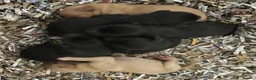 Labrador Retriever dogs for sale: KC Reg DNA Clear Pups from Health Tested Parents - Advert 3