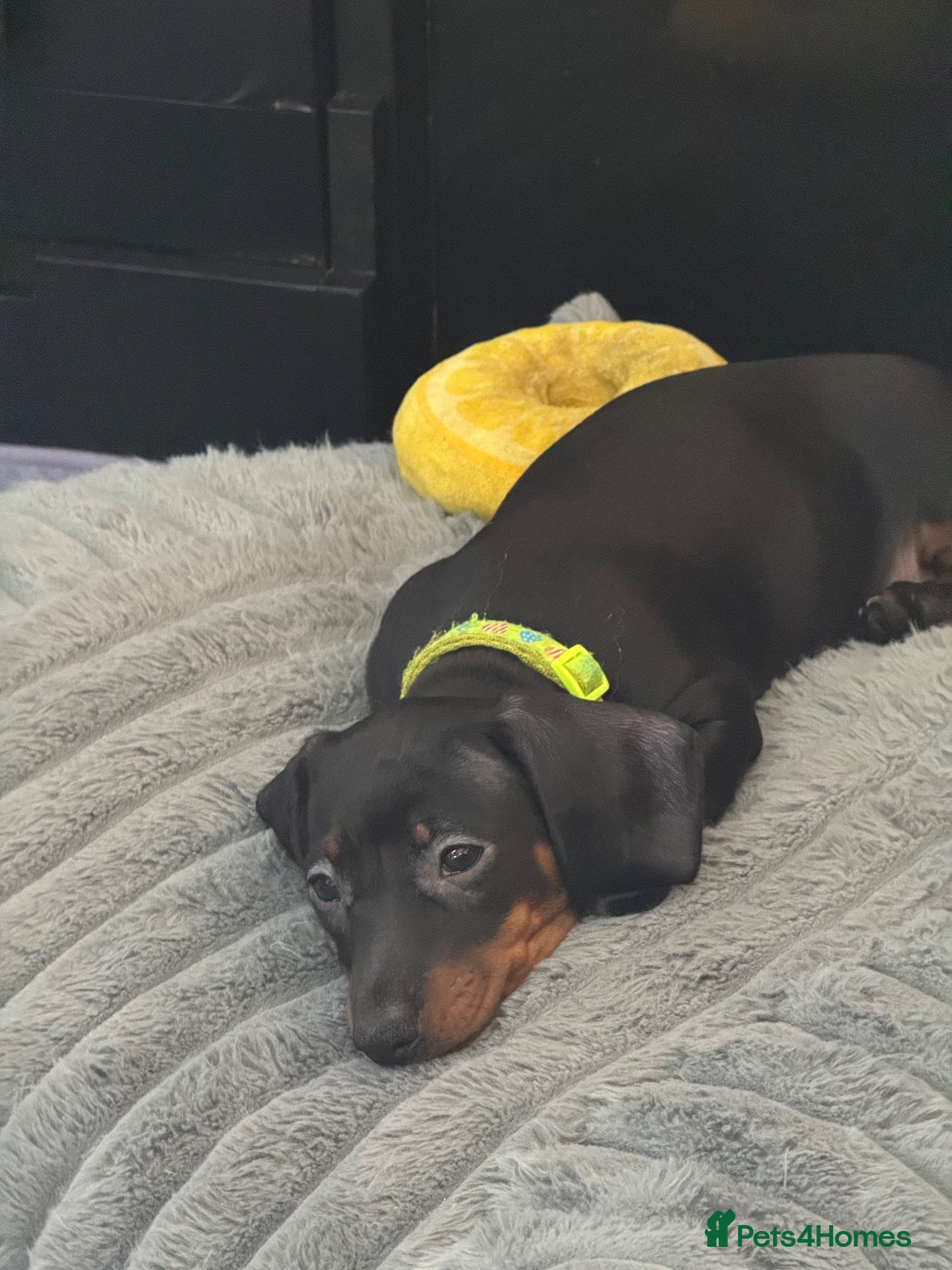 Dachshund dogs 1 beautiful boy dachshund  - Advert 2