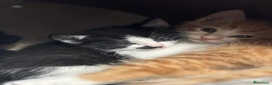 Domestic Shorthair Kitten 2