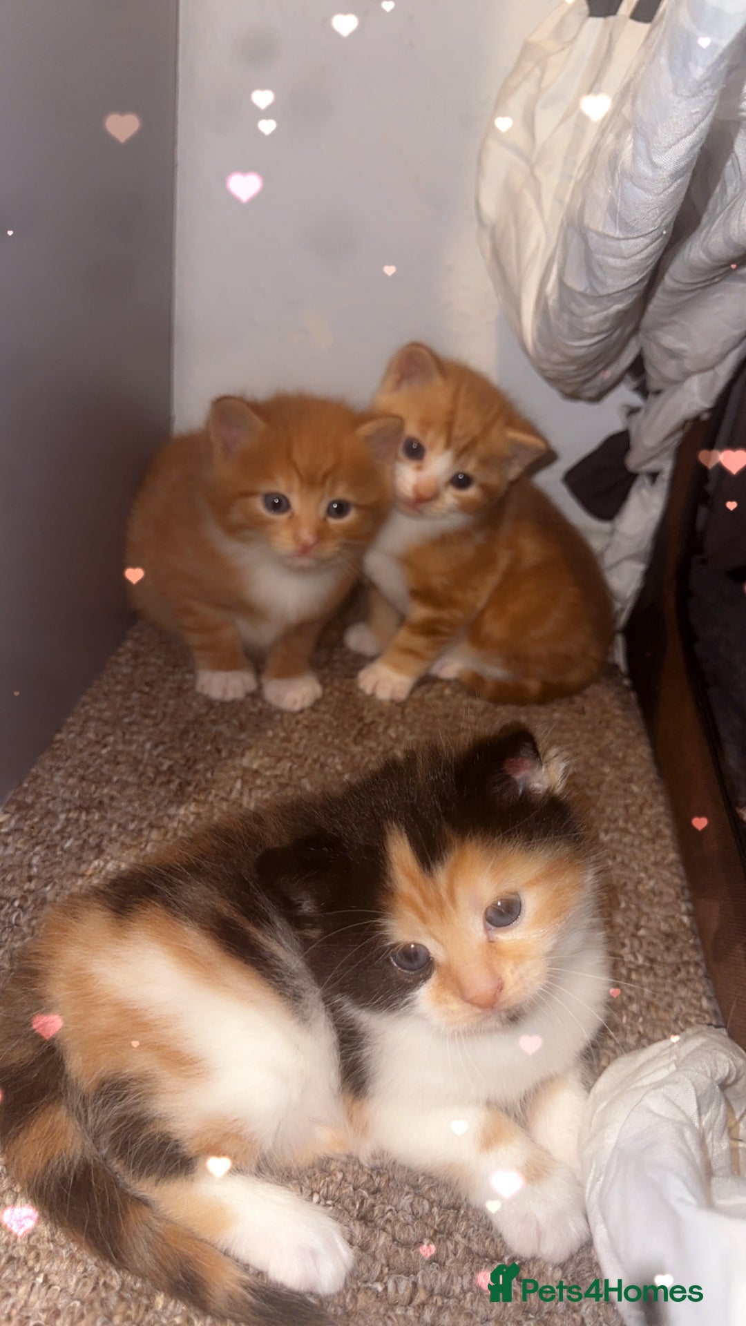 Domestic Shorthair cats for sale: 3 Beautiful kittens - Advert 3