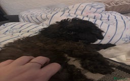 Yorkiepoo dogs for sale: Beautiful yorkipoo puppy  - Image 3