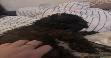 Yorkiepoo dogs - Advert 3