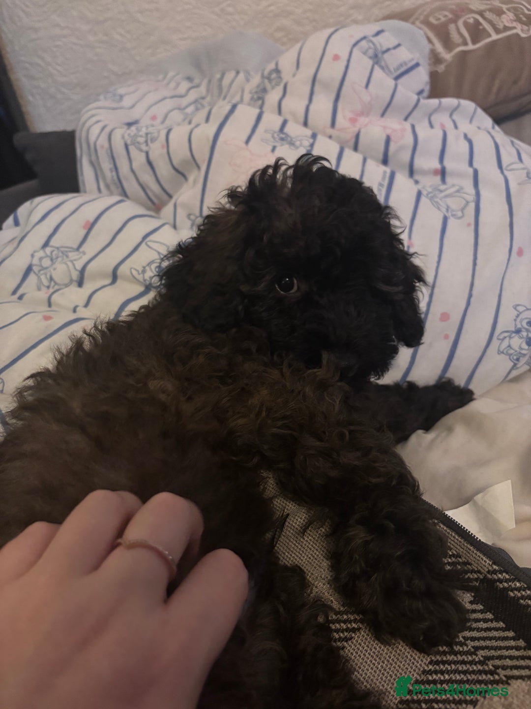 Yorkiepoo dogs for sale: Beautiful yorkipoo puppy  - Image 3