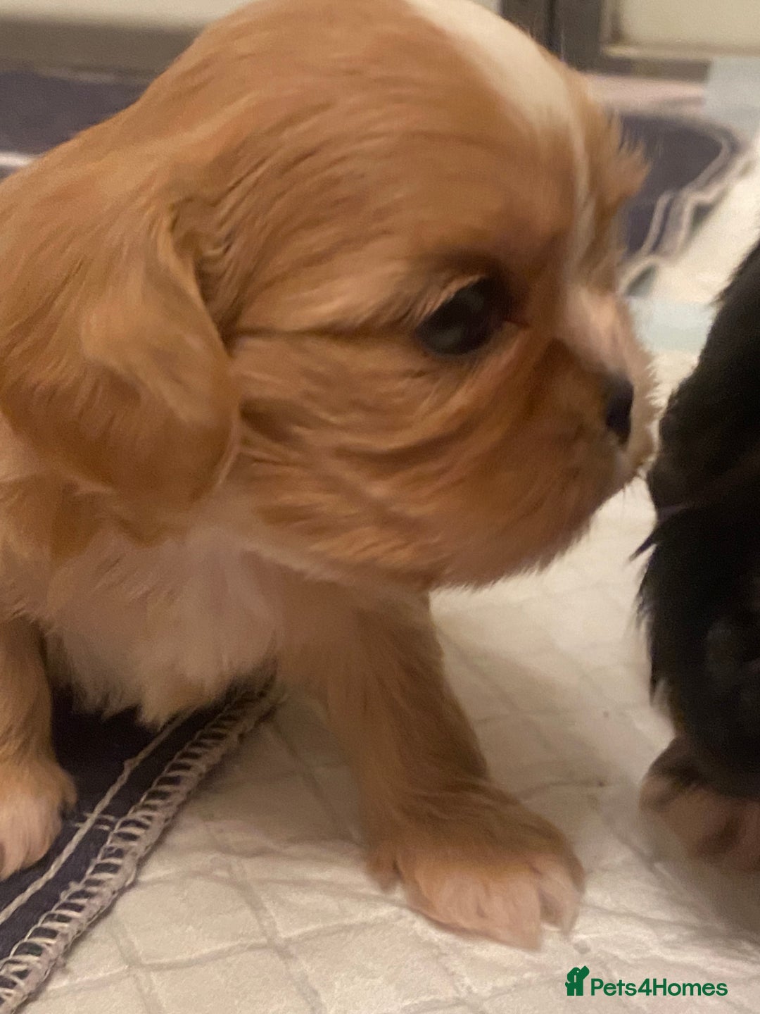 Cava Tzu dogs for sale: Absolutely amazing bundle of cuteness cava - shih - Advert 3