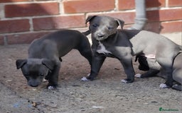 Whippet dogs for sale: Whippets - Image 2
