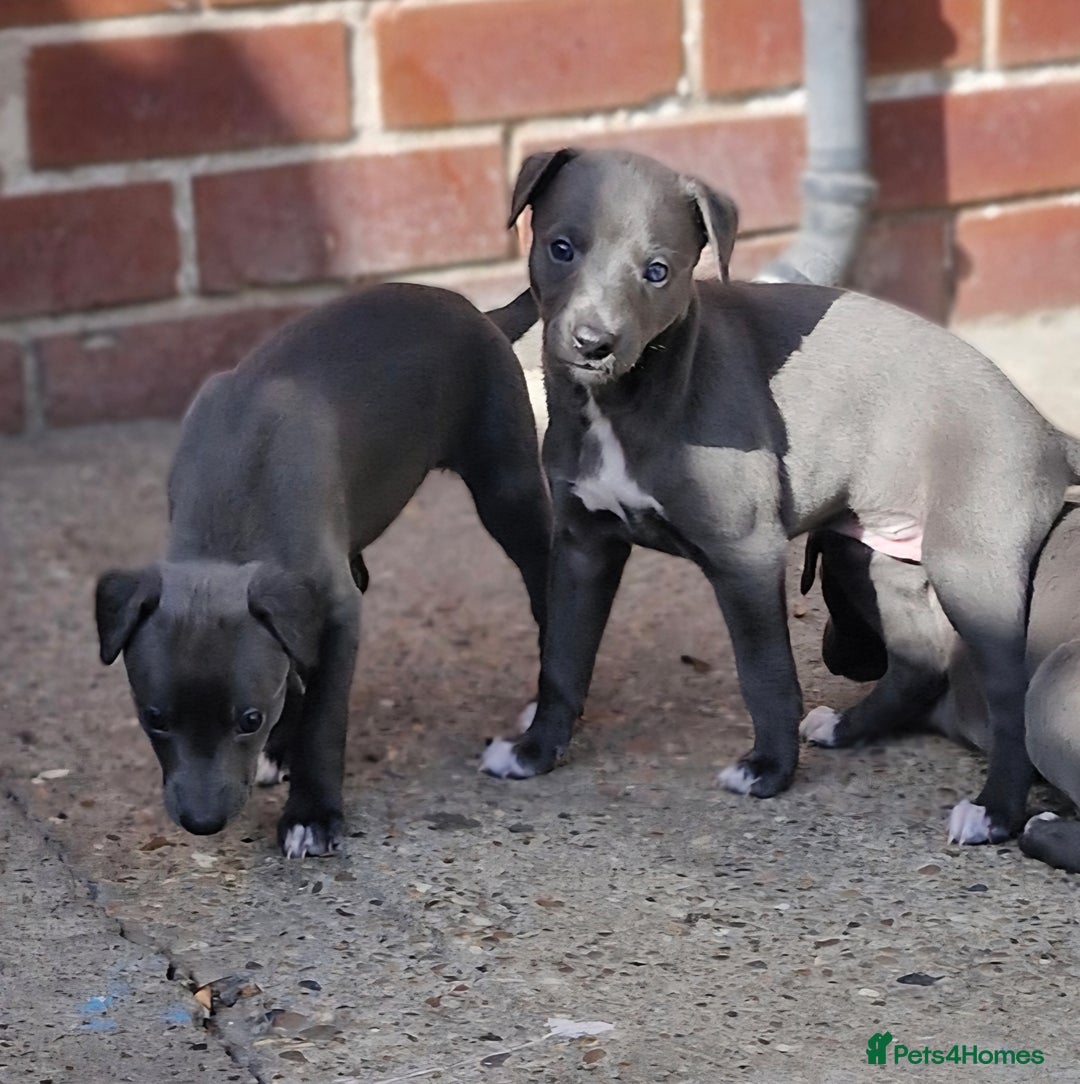 Whippet dogs for sale: Whippets - Image 2