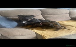 Mixed Breed dogs for sale: Staffy X old tyme bulldog  - Image 1