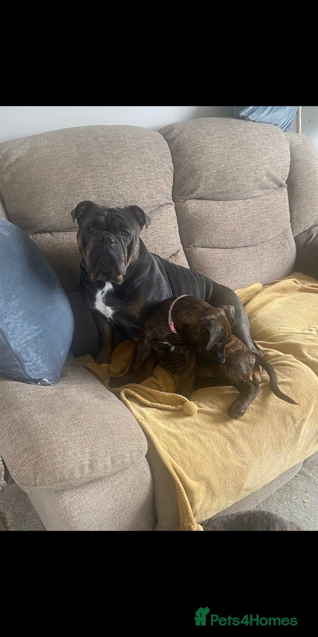 Mixed Breed dogs for sale: Staffy X old tyme bulldog  - Image 1