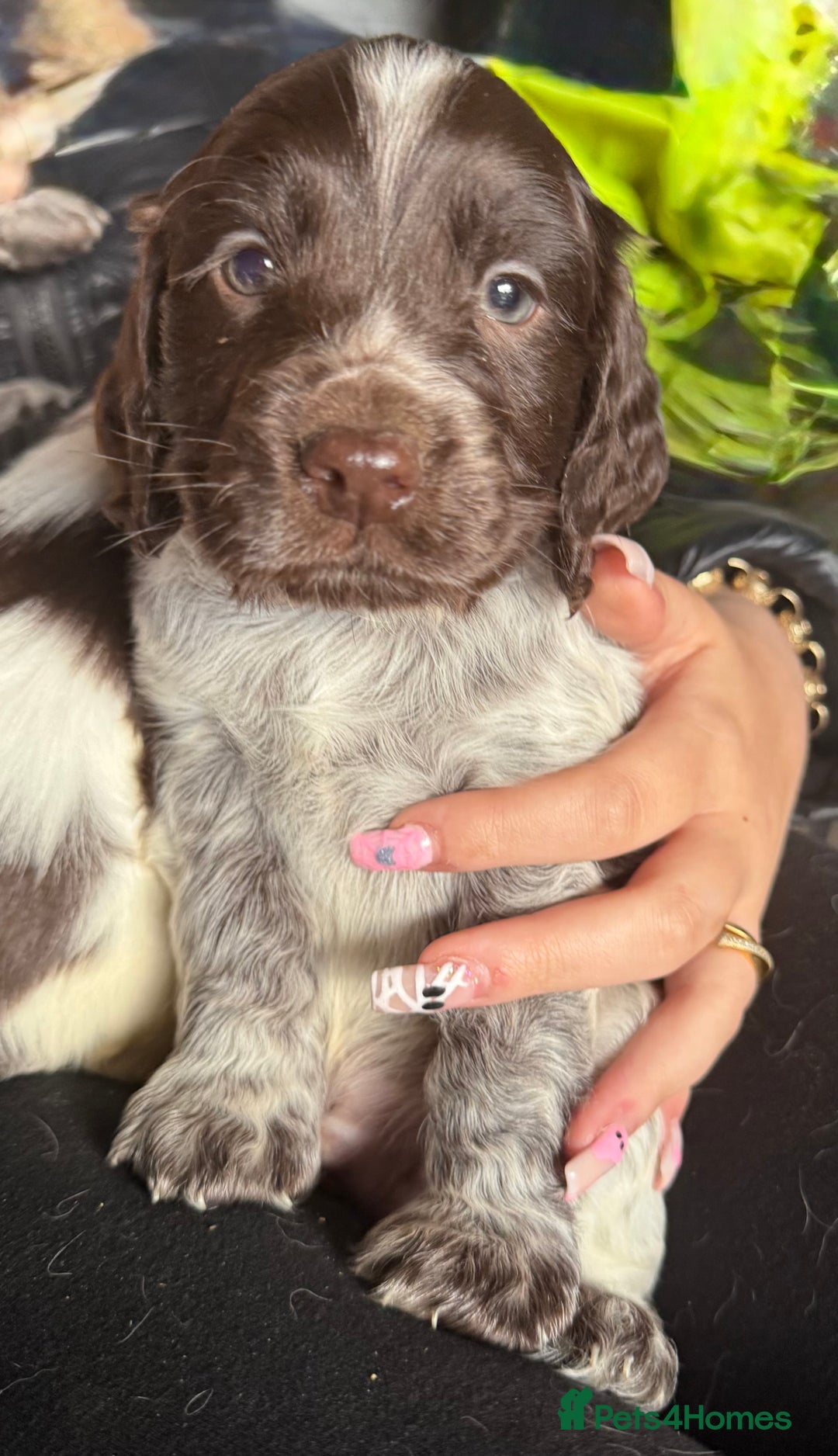 Sprocker dogs for sale: unbelievably marked sprockers 😍 - Image 23