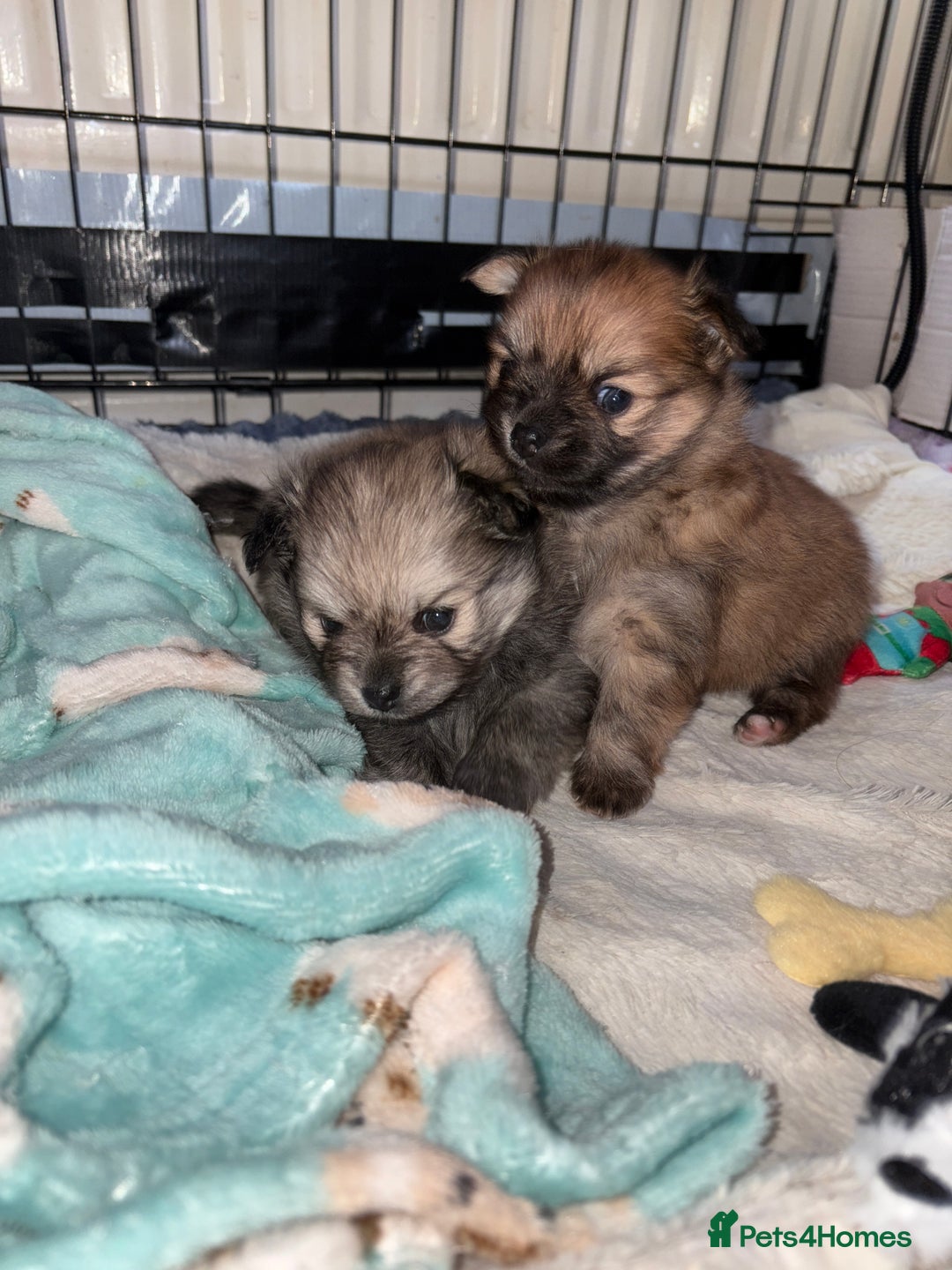 Pomchi dogs for sale: Two beautiful pomchis - Advert 3