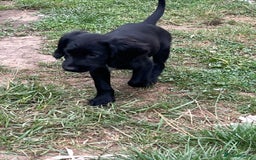 Mixed Breed dogs for sale: * Spangold Retrievers 2 beautiful boys left * - Image 24