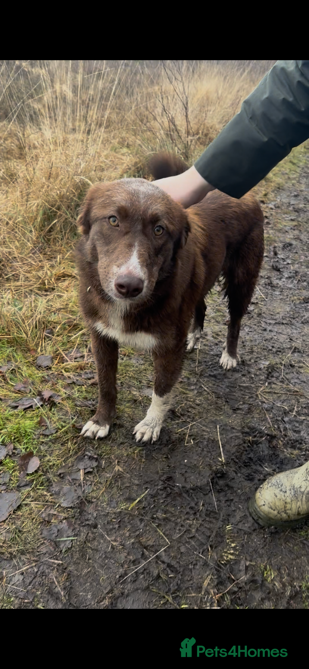 Mixed Breed dogs for sale: Sophie the Australian Shepherd Looking for Home - Advert 4
