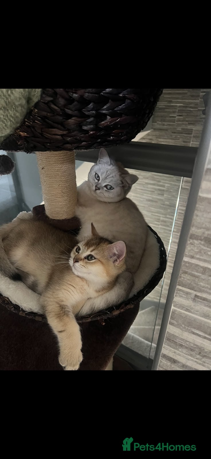 Scottish Fold cats for sale: Scottish fold, really good boy in Lichfield - Advert 3