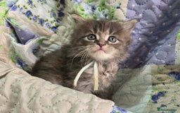 Maine Coon cats for sale: Gorgeous GCCF Maine Coons poss Active - Image 5