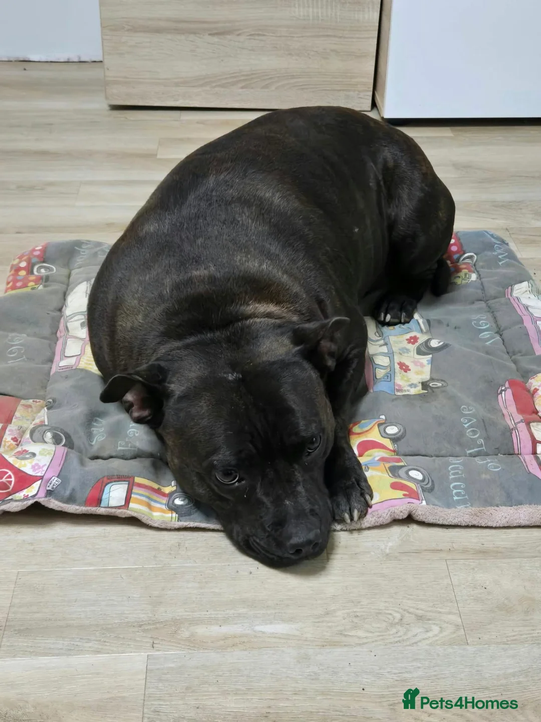 Staffordshire Bull Terrier dogs for sale: KC registered female in Truro - Advert 3