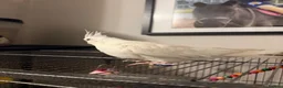 Cockatiels birds for sale: 2 year old pure albino cockatiel female  - Advert 3