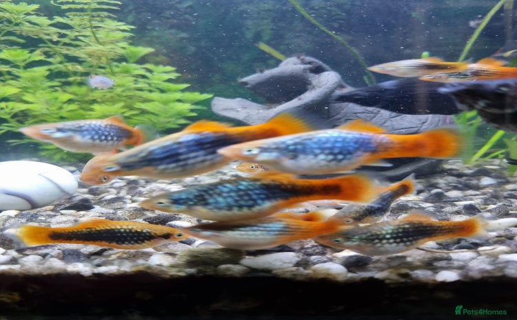 Platies fish in London - Advert 1