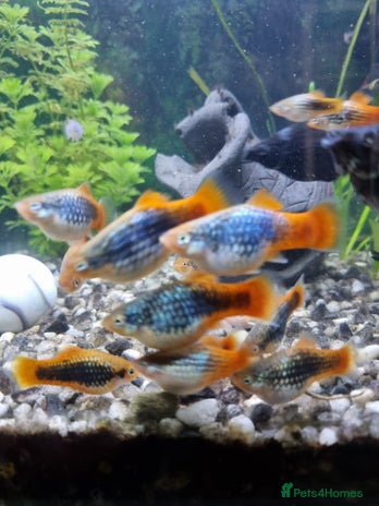 Platies fish in London - Advert 1