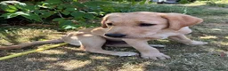 Labrador Retriever dogs for sale: Lovely nature pup - Advert 4