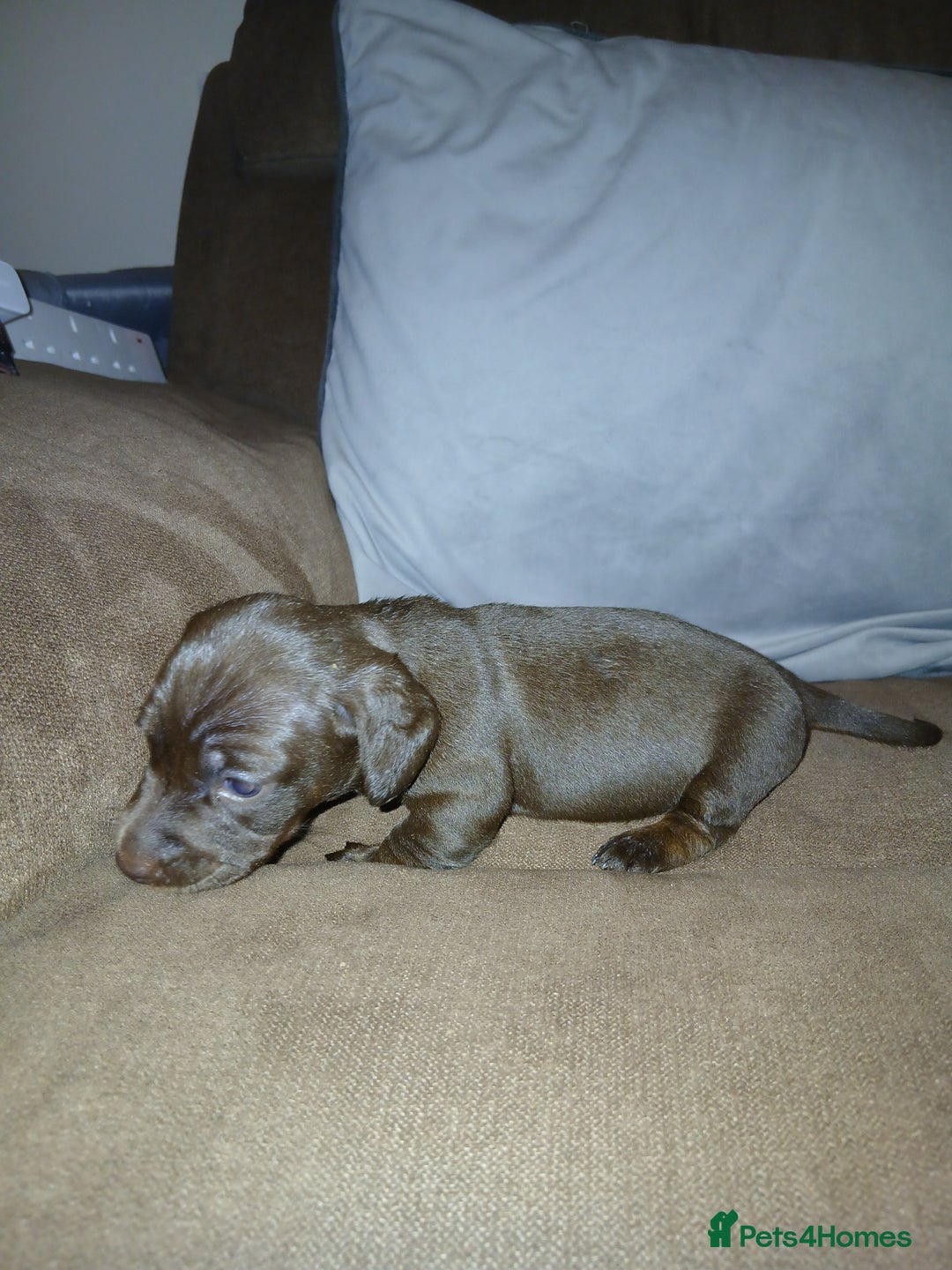 Miniature Dachshund dogs for sale: Miniature dachshunds  - Advert 5