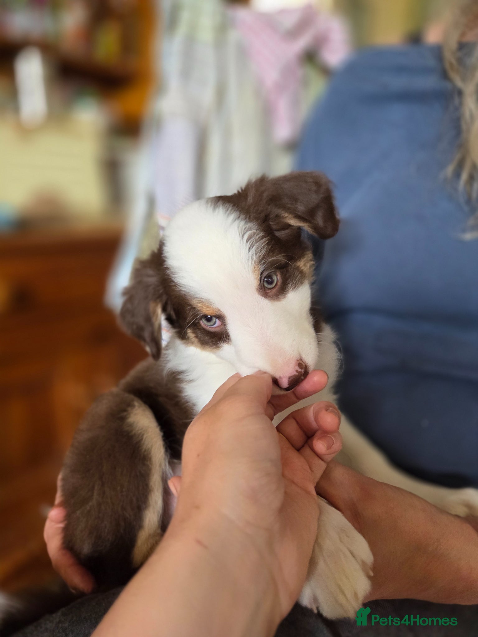 Border Collie dogs Ready Now - Stunning Red Tri Girl - Advert 4