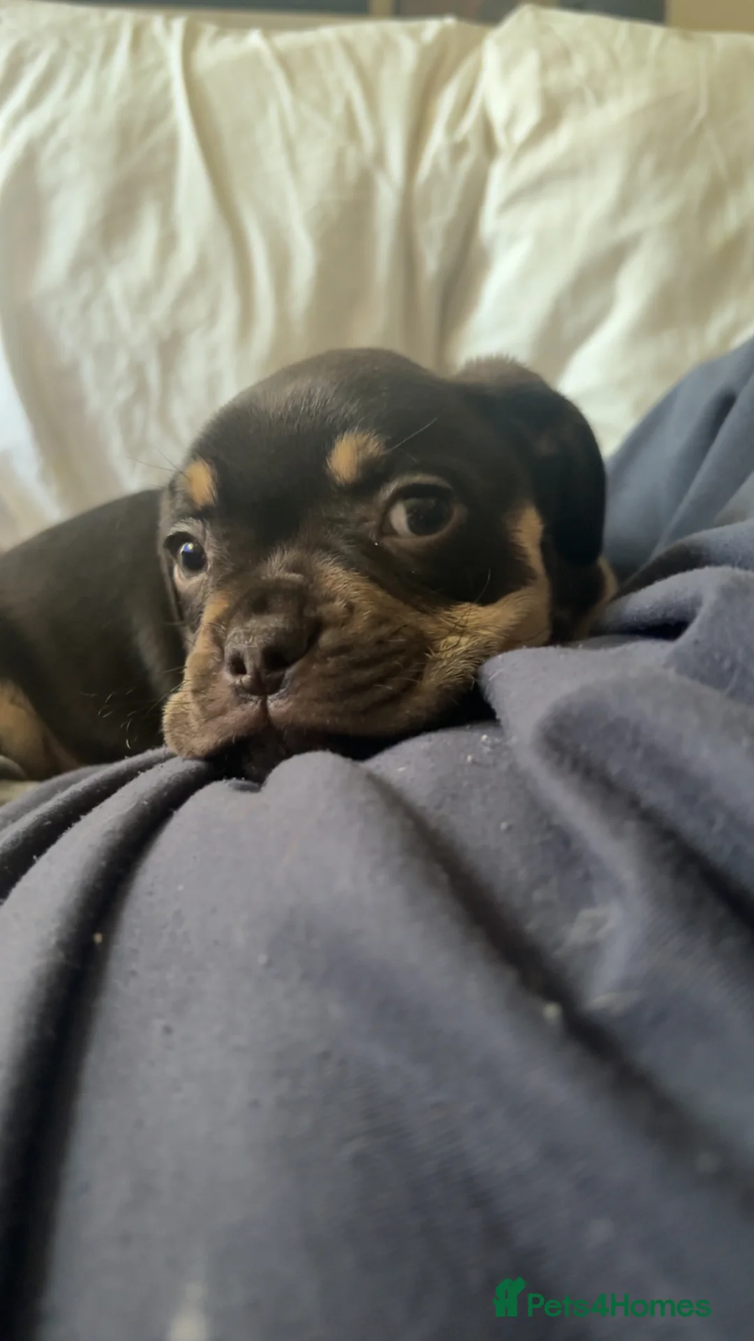Mixed Breed dogs for sale: Spud the pup - Advert 4