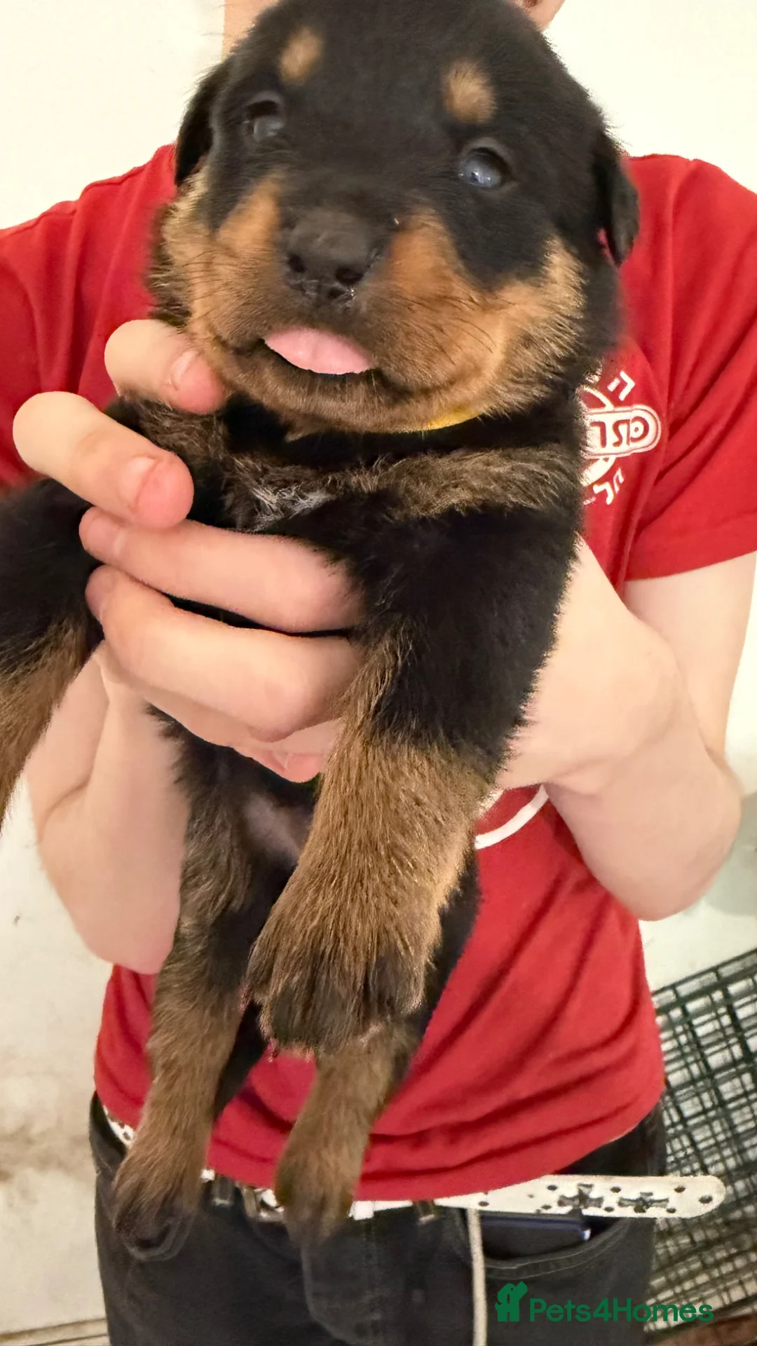 Rottweiler dogs for sale: Beautiful KC Rottweiler Pups for sale Essex £1500 - Advert 39