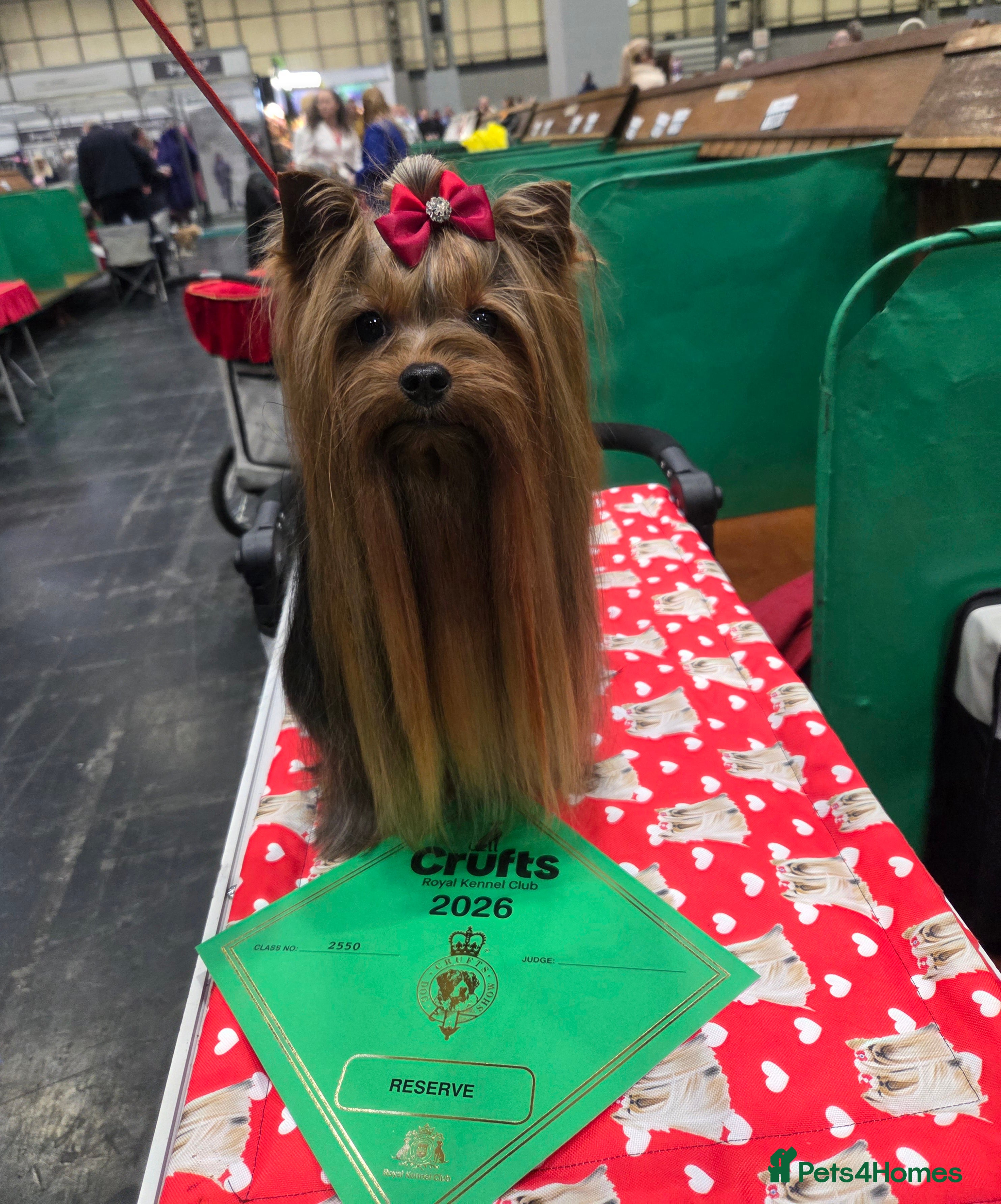 Yorkshire Terrier dogs PROVEN KC reg 2.5kg experienced STUD boy - Advert 1