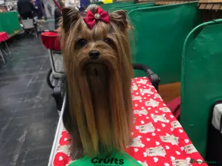 Yorkshire Terrier dogs PROVEN KC reg 2.5kg experienced STUD boy - Advert 2