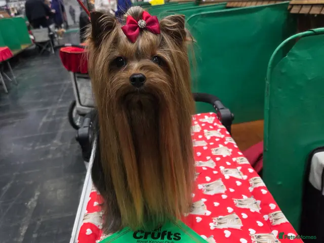 Yorkshire Terrier dogs PROVEN KC reg 2.5kg experienced STUD boy - Advert 10