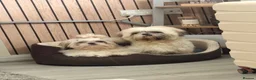 Shih Tzu dogs for sale: 1 year old Shih Tzu in Ashton-under-Lyne - Advert 6