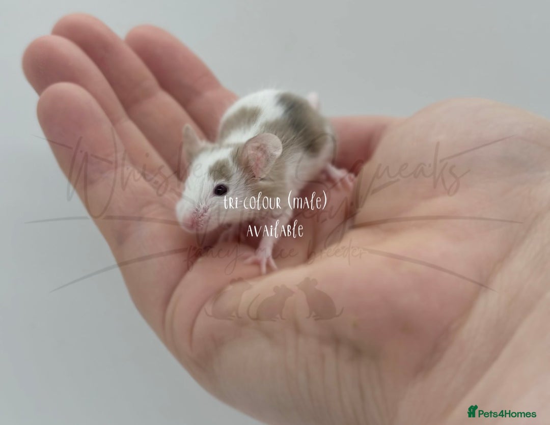 Mouse rodents for sale: male baby fancy mice (read description).  - Advert 4