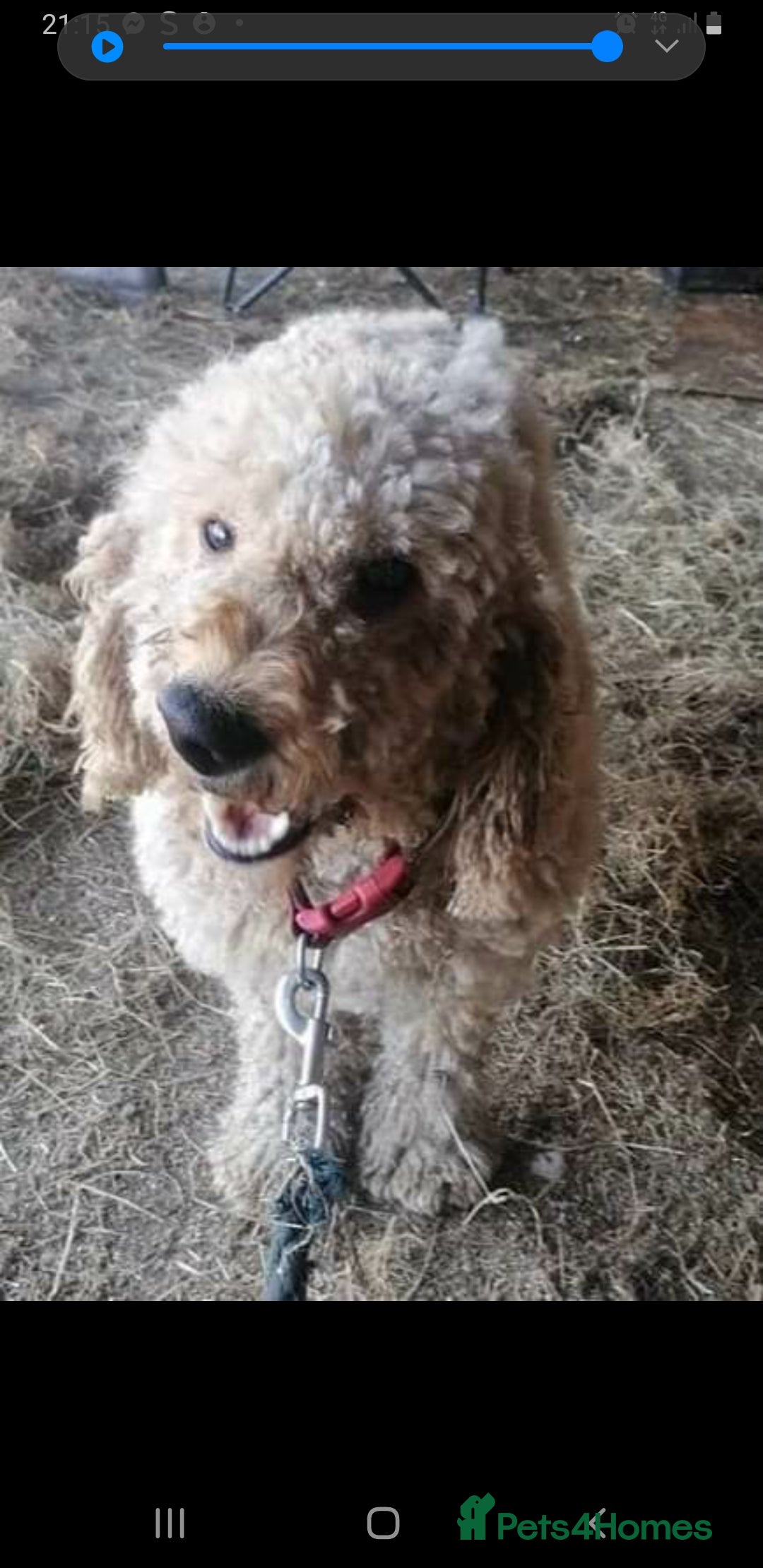 Cockapoo dogs for sale: Cockapoos  - Advert 4