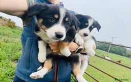 Border Collie dogs for sale: Gorgeous Tri colour border collie puppies  - Image 2