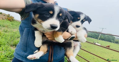 Border Collie dogs - Advert 2