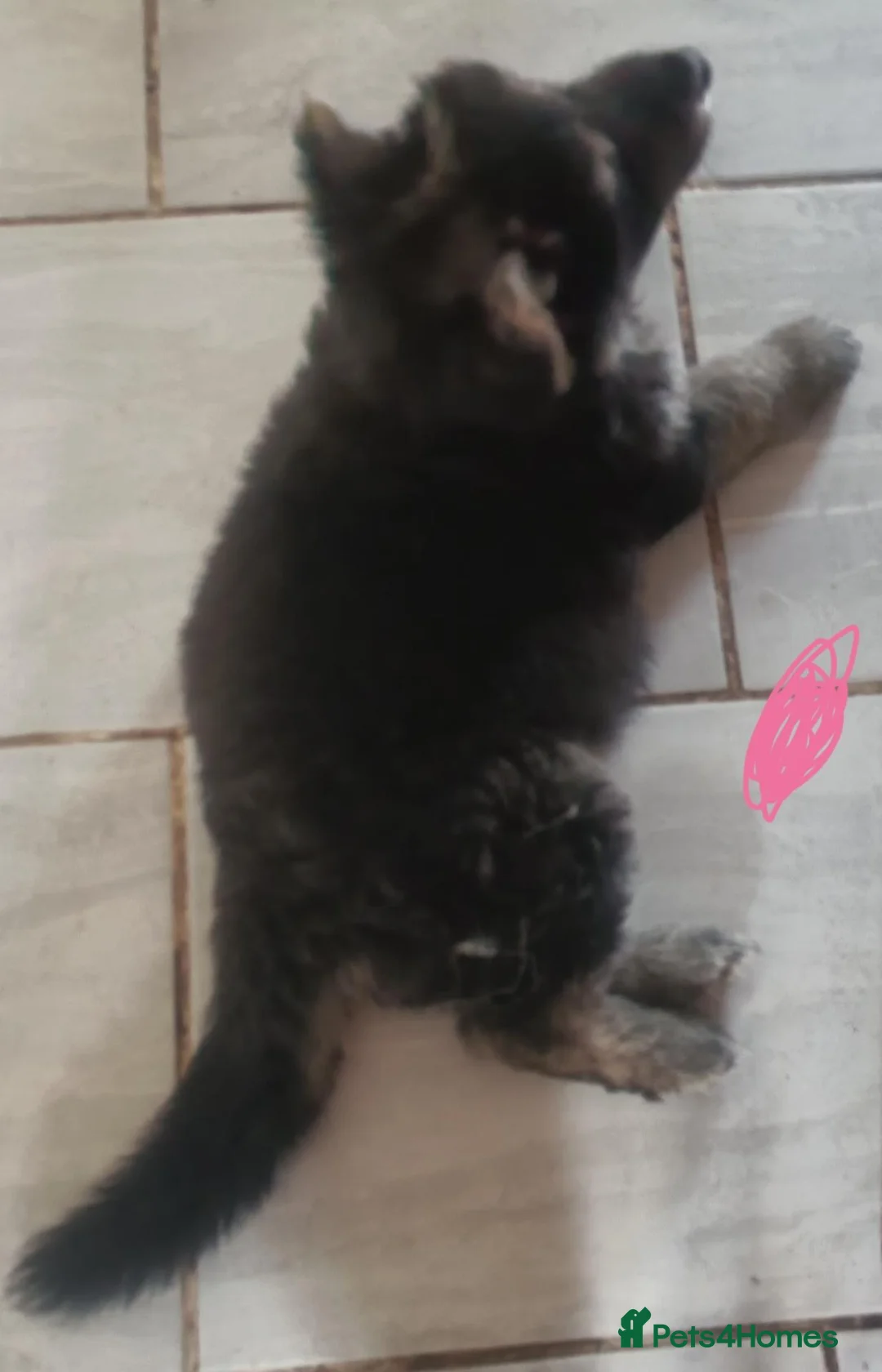 German Shepherd dogs for sale: One girl German shepherd  - Advert 2